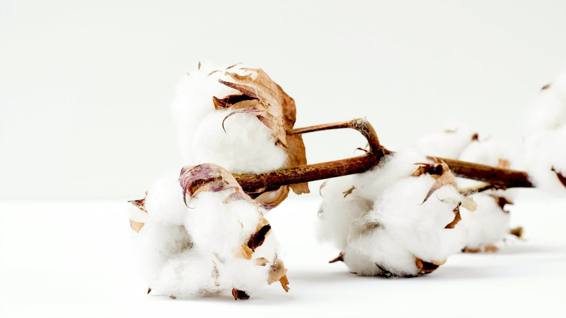 Image de coton naturel